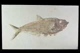 Beautiful, Diplomystus Fossil Fish - Wyoming #94882-1